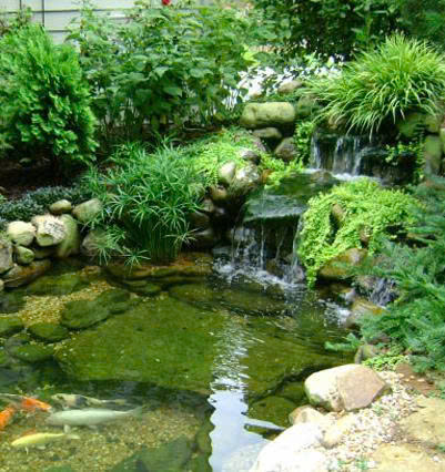 THIẾT KẾ HỒ CÁ KOI
