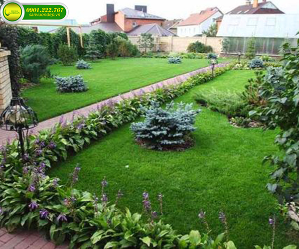 cách cỏ trồng trong sân vườn
