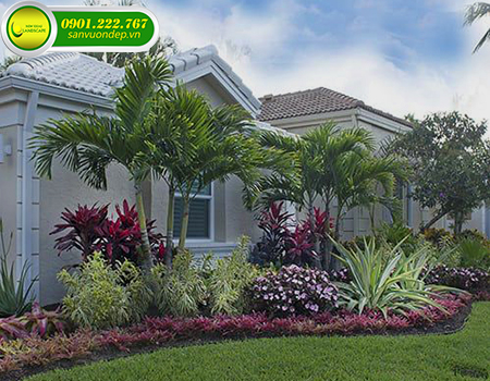 Cây bóng mát công trình nên trồng loại nào? - Lựa chọn hoàn hảo cho không gian xanh của bạn